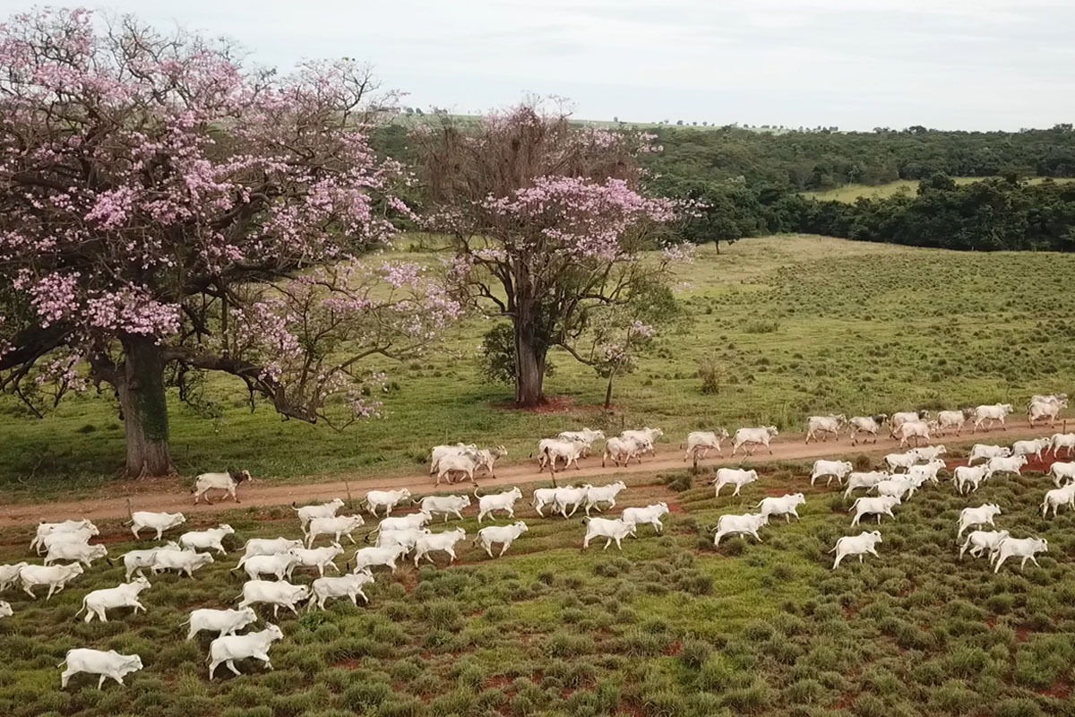 Nelore da Laçada promove De Olho na Fazenda e leilão especial em julho